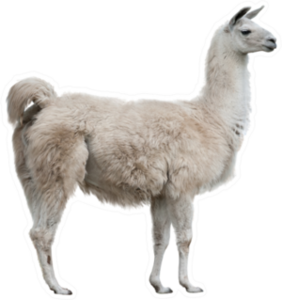 Adult Lama Exterior Isolated On White Sticker