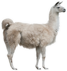 Adult Lama Exterior Isolated On White Sticker