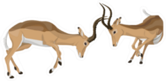 African Antelope Fighting Sticker