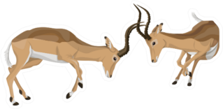 African Antelope Fighting Sticker