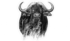 African Buffalo in Tall Grass Sticker