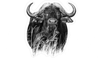 African Buffalo in Tall Grass Sticker