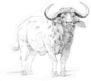 African Buffalo Pencil Drawing Sticker