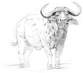 African Buffalo Pencil Drawing Sticker