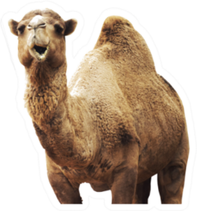 African Camel Isolated On White Background Sticker