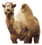 African Camel Isolated On White Background Sticker