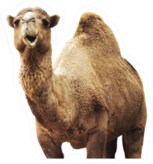 African Camel Isolated On White Background Sticker