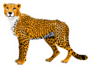 African Cheetah Illustration Sticker