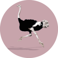 African Fauna Ostrich Running Sticker