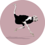 African Fauna Ostrich Running Sticker
