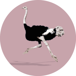 African Fauna Ostrich Running Sticker
