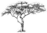 African Marula Tree Illustration Sticker