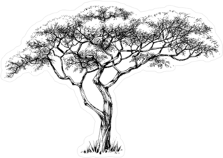 African Marula Tree Illustration Sticker