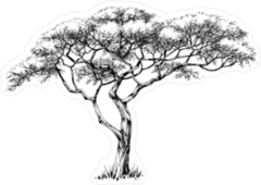 African Marula Tree Illustration Sticker