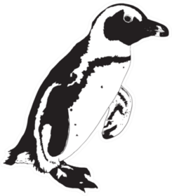 African Penguin Hand Drawn Illustration Sticker