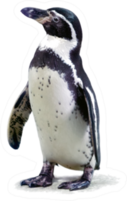 African Penguin Standing Sticker
