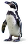 African Penguin Standing Sticker