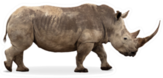 African Southern White Rhino With Large Pointy Horn Sticker