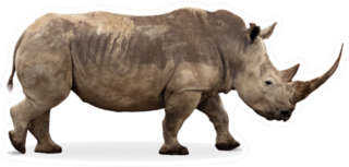 African Southern White Rhino With Large Pointy Horn Sticker