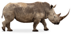 African Southern White Rhino With Large Pointy Horn Sticker