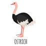 African Zoo Ostrich Sticker