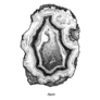 Agate Illustration Crystal Sketch Sticker