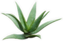 Agave Plant Cactus Sticker