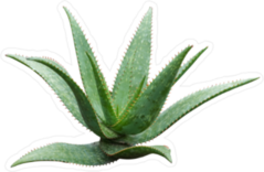 Agave Plant Cactus Sticker