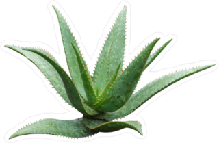 Agave Plant Cactus Sticker