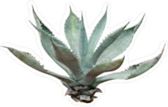 Agave Plant Sticker