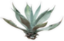 Agave Plant Sticker
