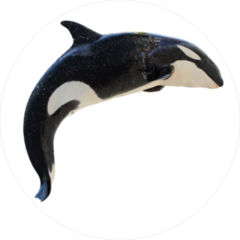 Airborne Killer Whale Sticker