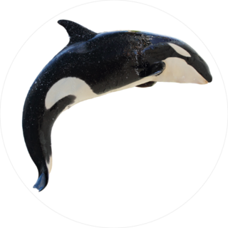 Airborne Killer Whale Sticker