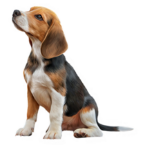 Alert Beagle Sticker