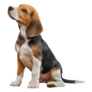 Alert Beagle Sticker