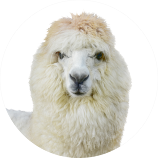 Alpaca Head White Feathers Sticker
