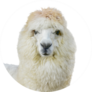 Alpaca Head White Feathers Sticker