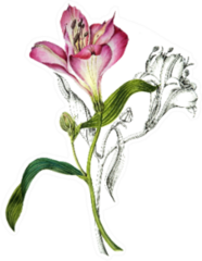 Alstroemeria Lily Flower With Leaves Watercolor Sticker