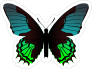 Amazing Blue and Green Butterfly Sticker