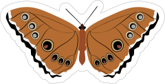 Amazing Brown Spotted Butterfly Sticker