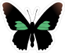 Amazing Butterfly Sticker