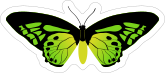 Amazing Green Butterfly Sticker