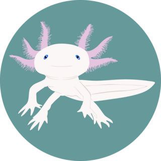 Ambistoma Mexicanum Sticker