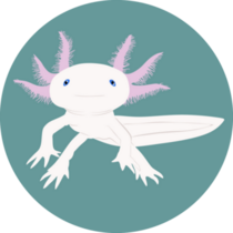 Ambistoma Mexicanum Sticker