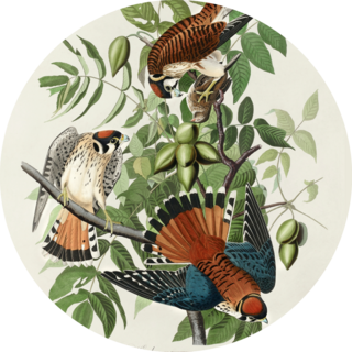 American Hawks Sticker 