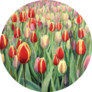 An Oil Painting On Canvas Of A Spring Tulips Sticker