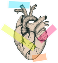 Anatomical Abstract Heart Colorful Illustration Sticker