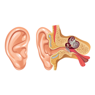 Anatomy Of Human Ear Sticker