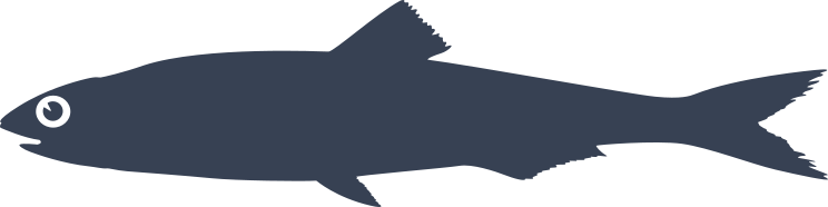 Anchovy Fish Sticker