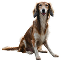 Ancient Saluki Sticker